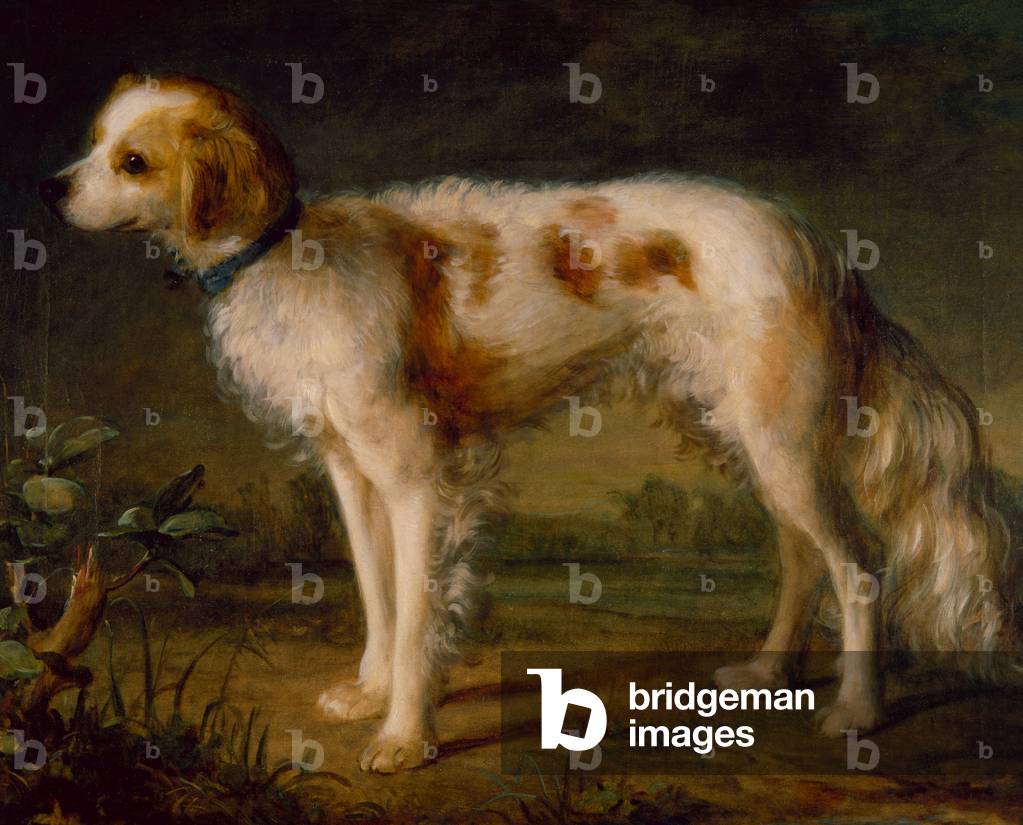 Immagine di Dipinto "Uno Spaniel in un paesaggio (olio)" 1701 di Thomas Gainsborough