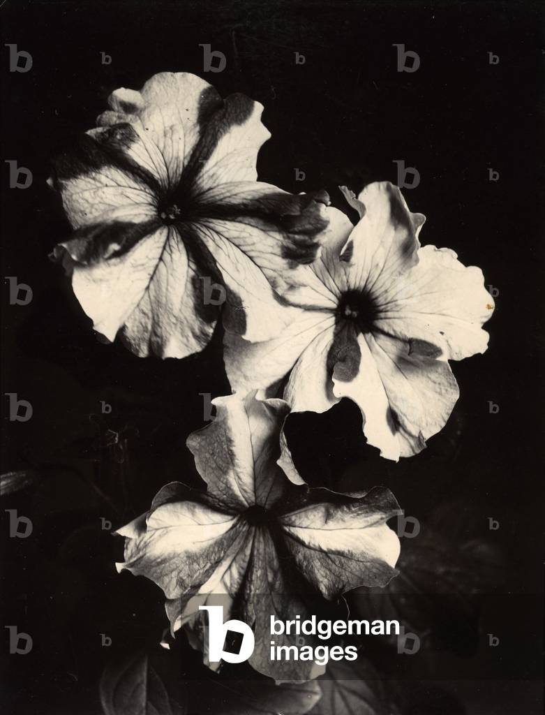 c.1895-1910 (stampa gelatina argento color oro)