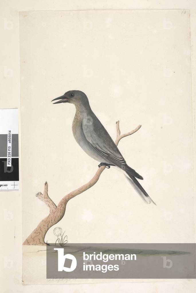 Image of Drawing depicting Page 15. Ceblephyris. above title in different hand the natural size Grey Currawong
