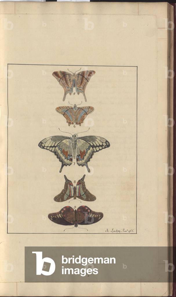 Immagine di Disegno "Lindsay Drawings Vol. VI" 1750 di John Lindsay
