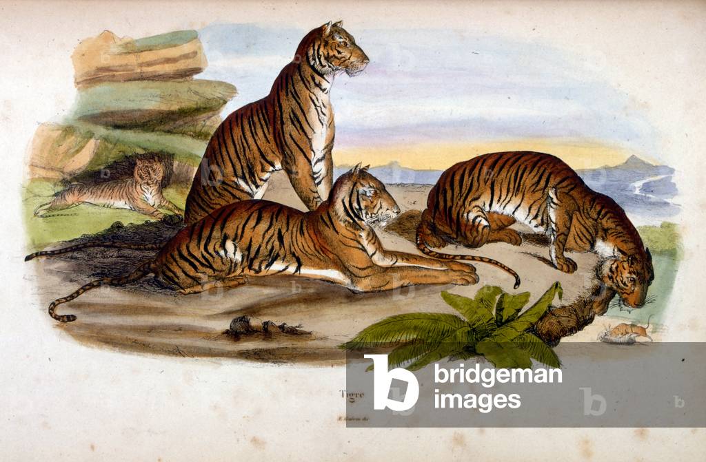 Illustrazione botanica e zoologica di F. E. Guérin. Da Dictionnaire pittoresque d'histoire naturelle et des ph