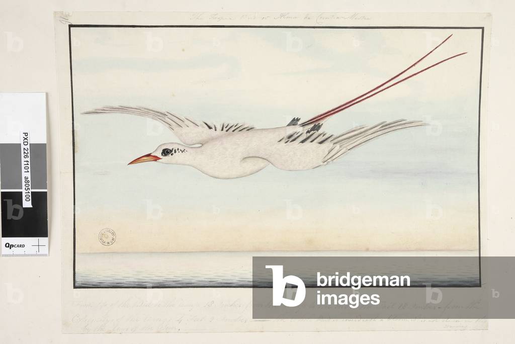 Image de Dessin représentant Page 101. L'Oiseau Tropique de ? Alma do Comtre 1791 par Unknown artist