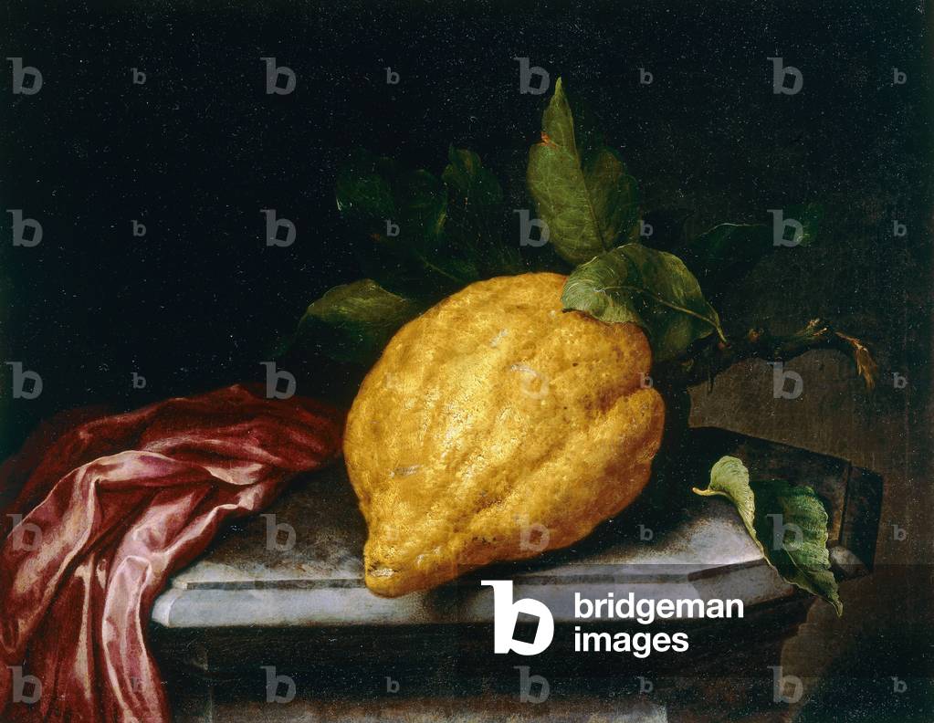 Cedro