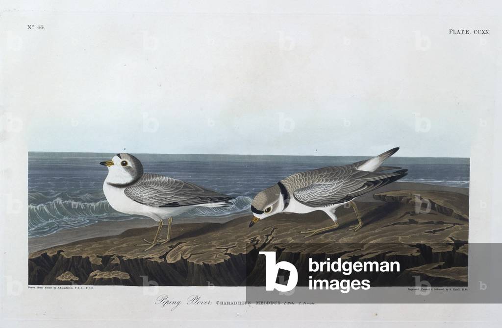 Zwei Vögel. Farbillustration von Audubon; Piping Plover.