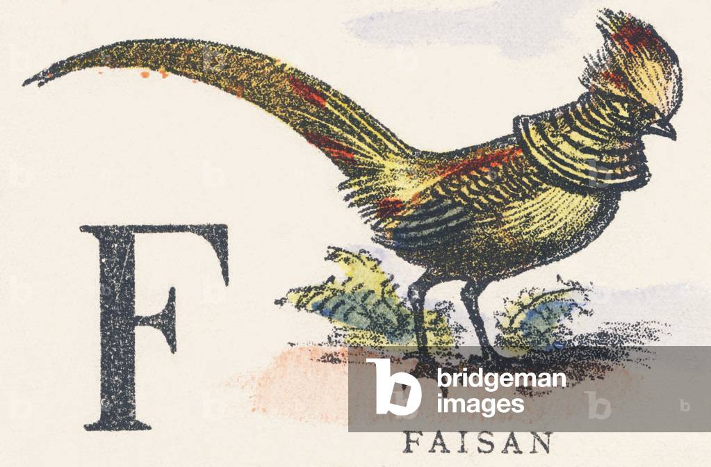 F : faisan 1801 par Unknown Artist