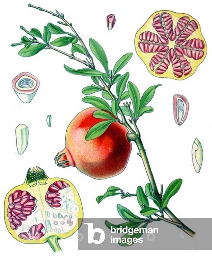 Deutschland: Punica granatum - Granatapfel - aus Kohlers Medizinal Pflanzen, 1887