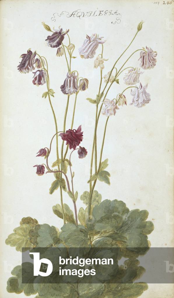 Aquilegia