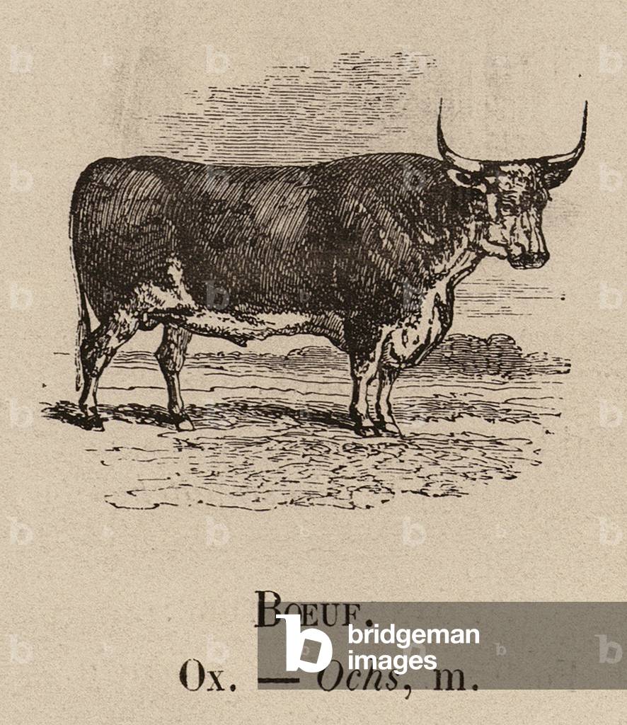 Le Vocabulaire Illustre : Boeuf ; Ochs (gravure) 1873 par European School