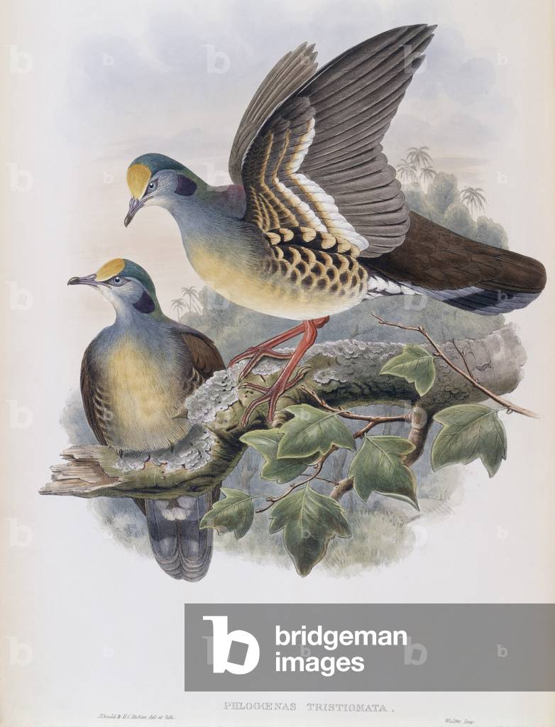 Bild von Druck "Branded Taube (Lithographie)" von John Gould