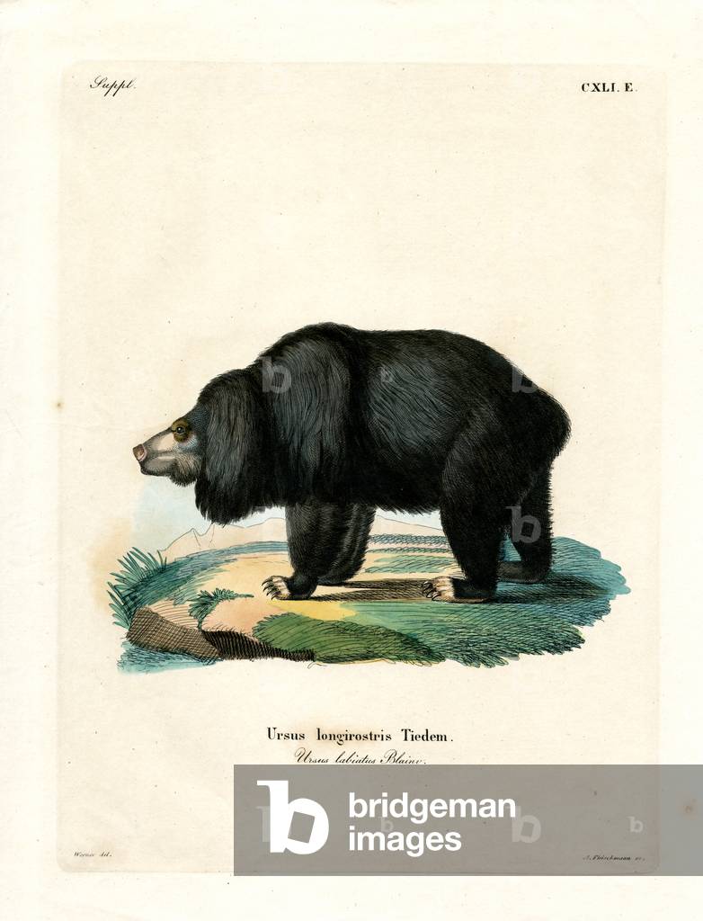 Sloth Bear (gravure colorée)