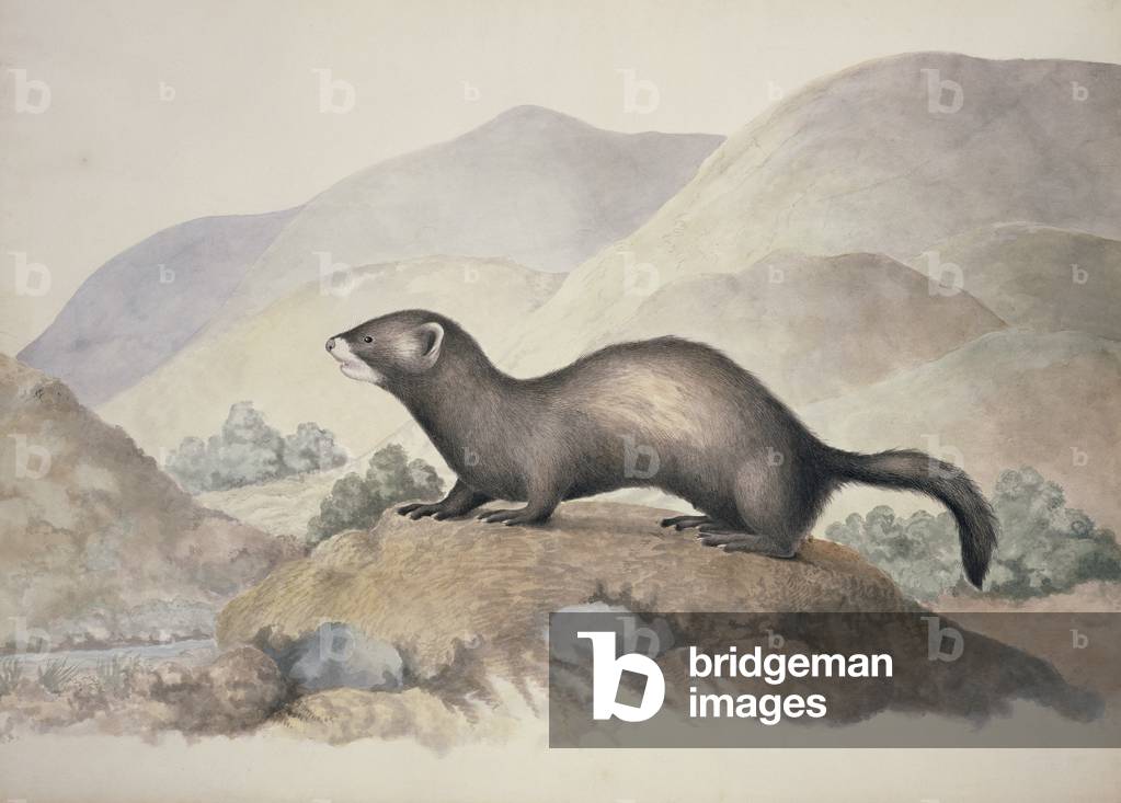 Image of Drawing depicting Mustela putorius 1830 by William MacGillivray