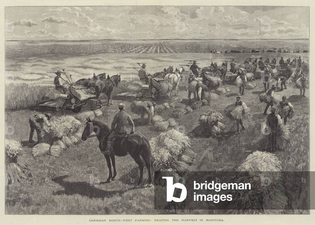 Canadese North-West Farming, mietendo la vendemmia in Manitoba (incisione)