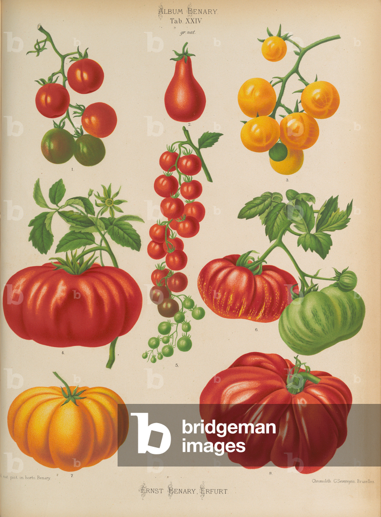 Image of Print depicting Tomatoes 1876 by Ernst Benary