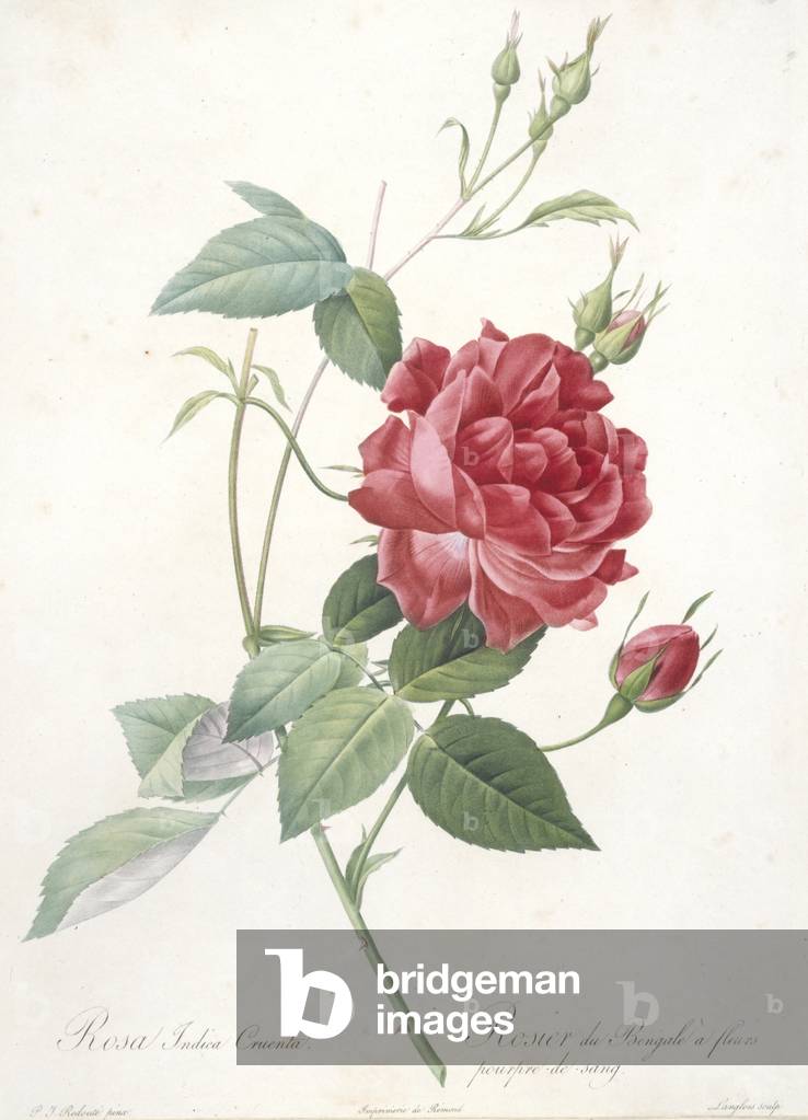 Image of Engraving depicting Rosa indica cruenta, 1817-1824 by Pierre Joseph Redoute