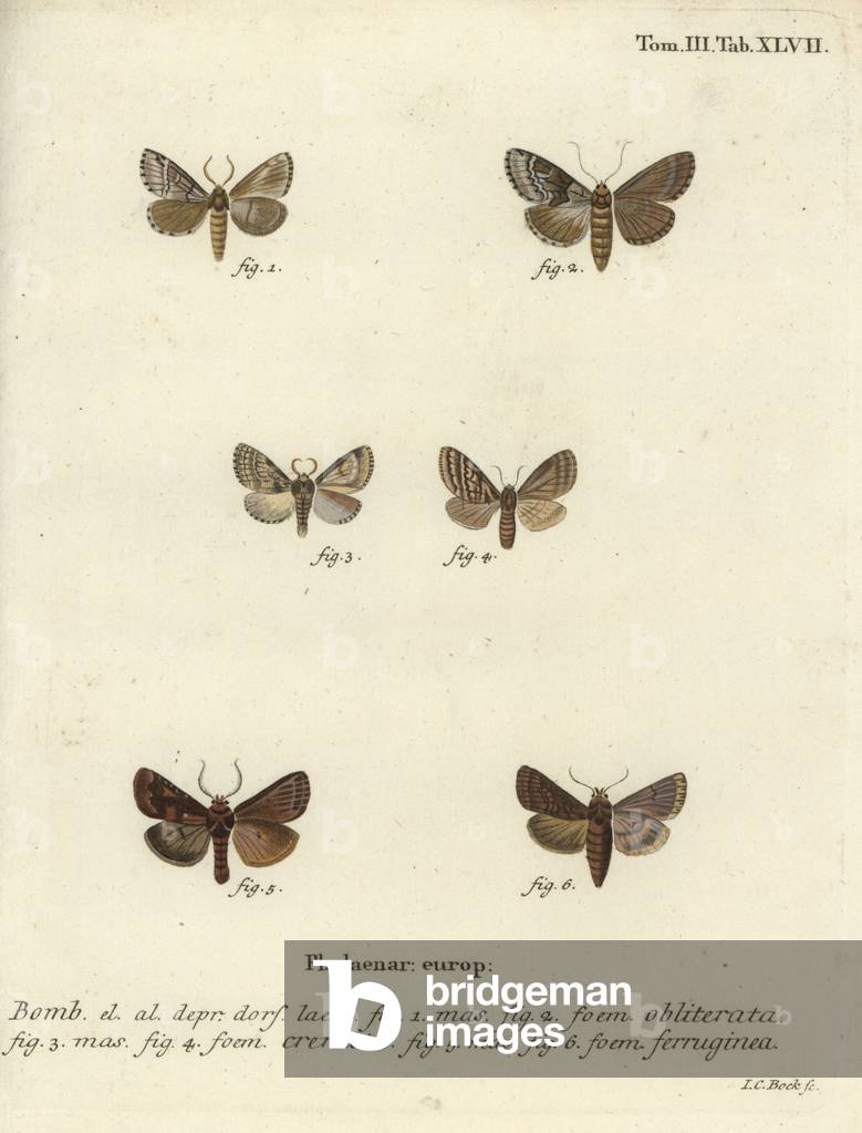 Schlammig Muschel, dunkel marmoriert braun und braun rustikal.