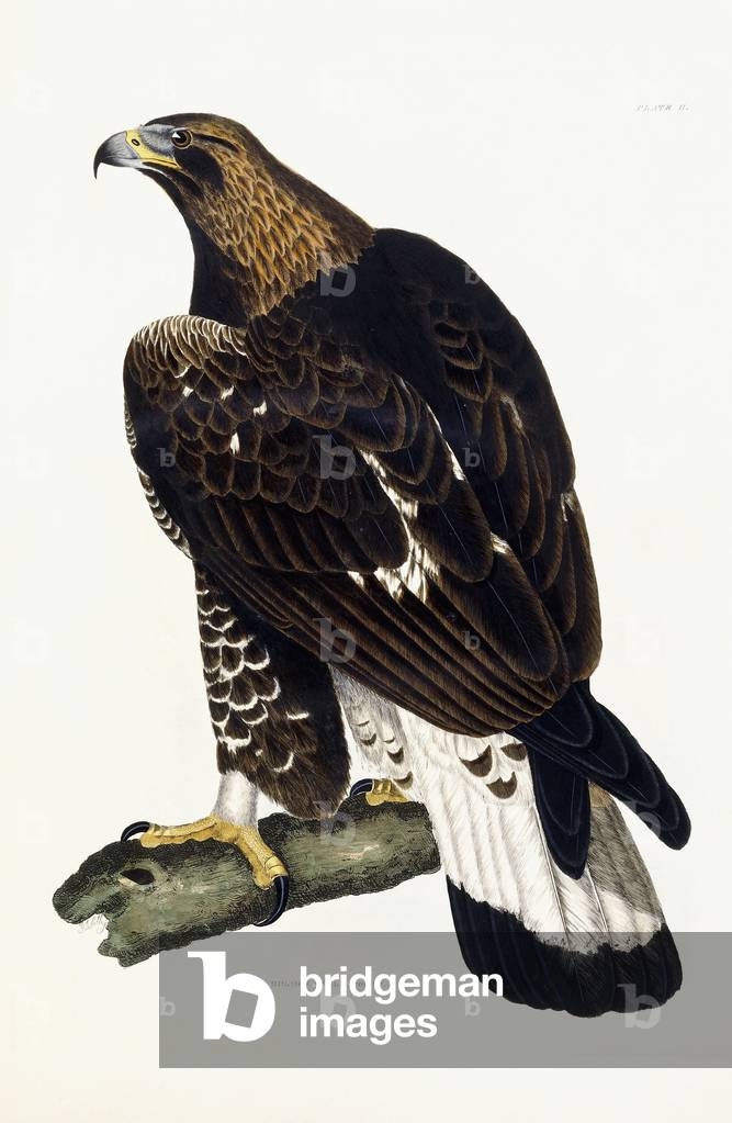 Un giovane Golden Aquila, 1841 (mano colorato inciso piatto)
