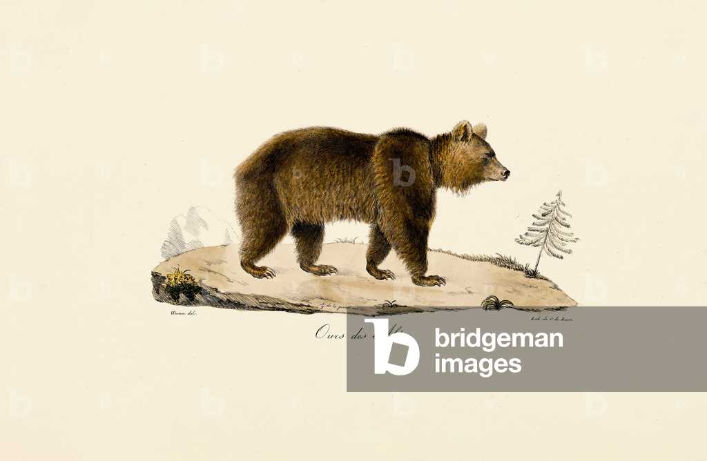 Bild von Druck "Alpenbraunbär" von Jacques Christophe Werner