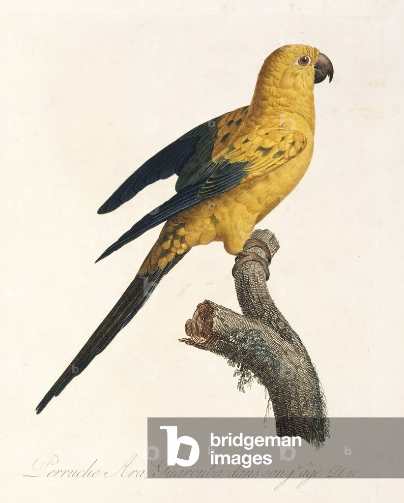 Aratinga solistaris