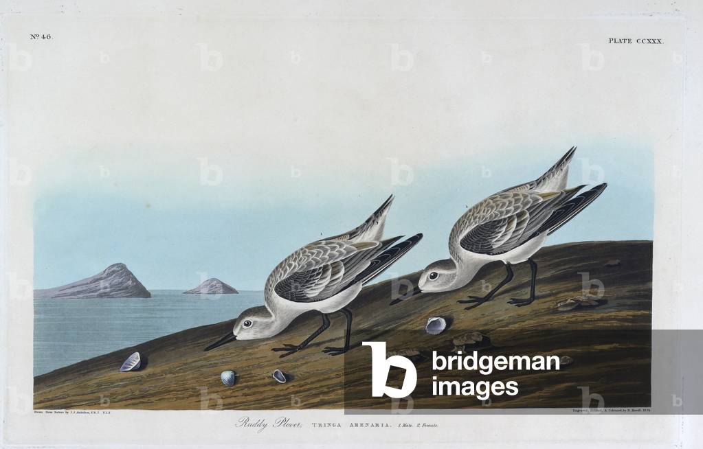 Zwei Vögel. Farbillustration von Audubon; Ruddy Plover.