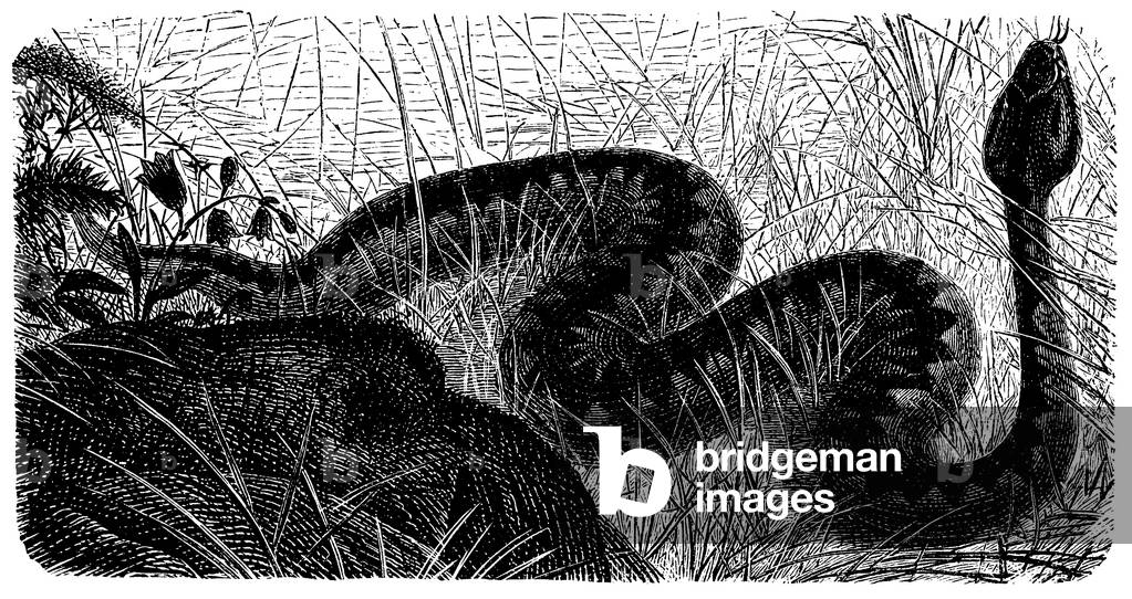 Adder, gemeinsame Viper