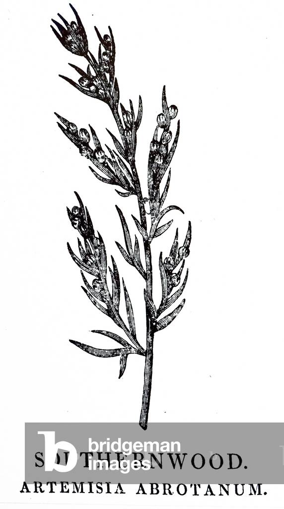 "Ein Holzstich" 1790