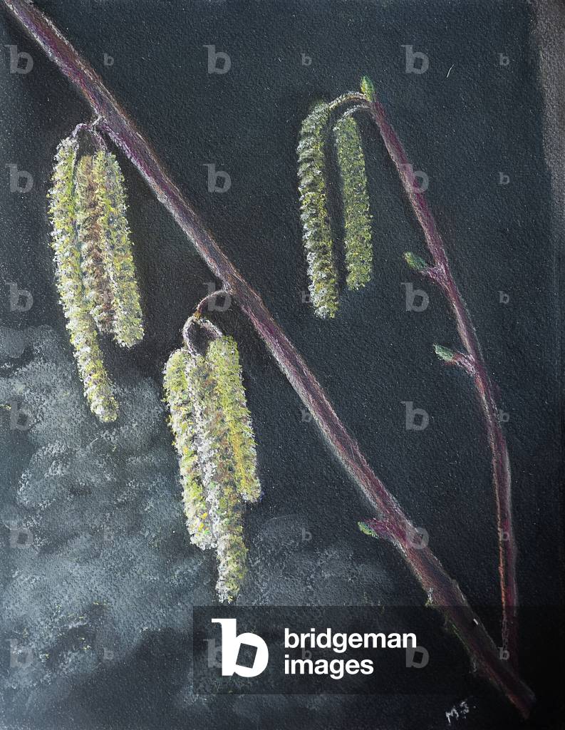 Catkins