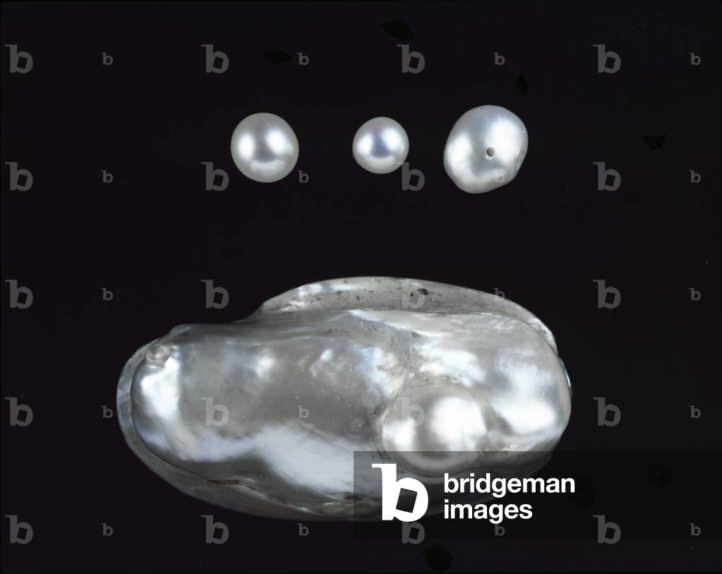 Süßwasserperlen (Foto)