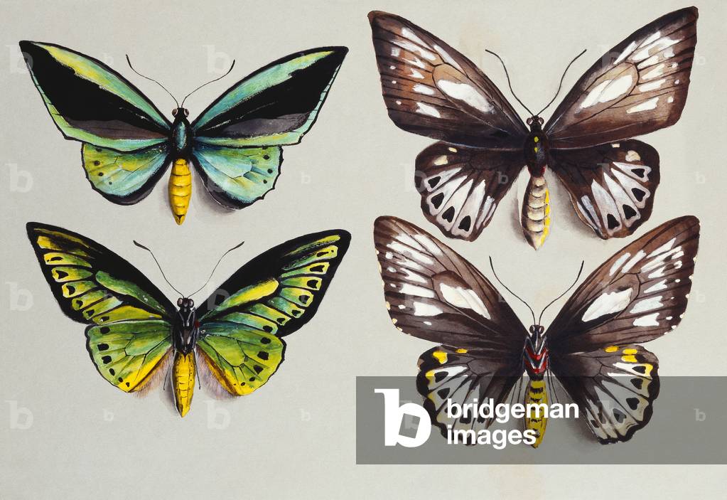 "Vier Vogelfalter (Familie Papilionidae) in zwei Säulen" von Marian Ellis Rowan