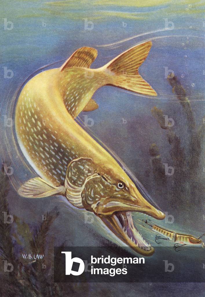 Bild von Druck "Sportfischen: Northern Hecht Striking a Lure" 1950 von American School