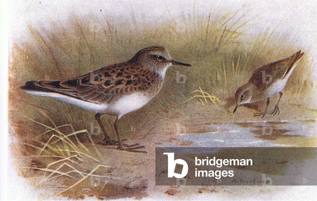 Bild von Druck "Temmincks Stint" von Archibald Thorburn