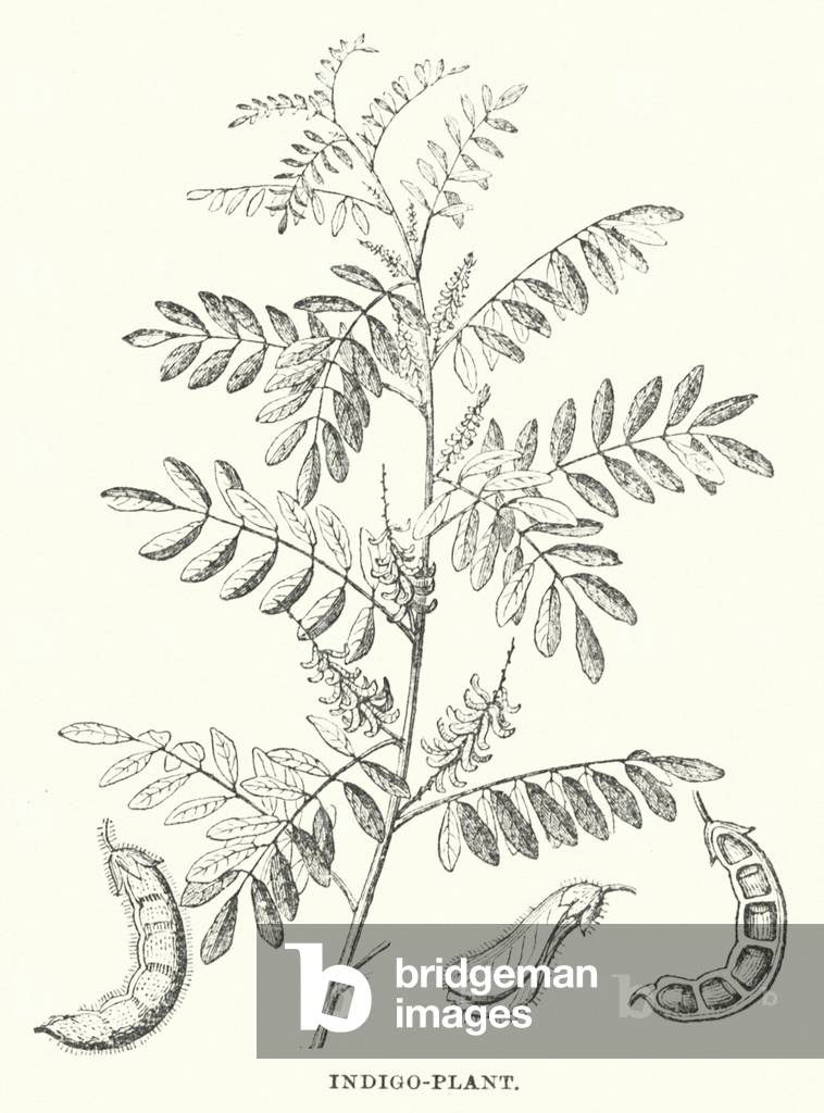 "Indigo-Pflanze (Gravur)" 1801 von English School