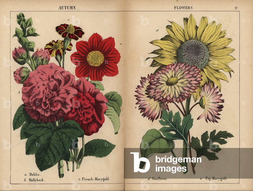 Dahlia rosa, oro rosa e giallo marygold francese, scarlatto hollyhock, girasole giallo, oro rosa e giallo limo