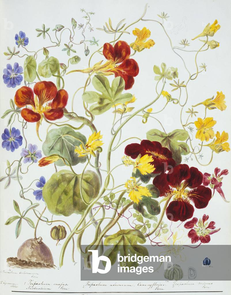 "Tropaeolum sp."