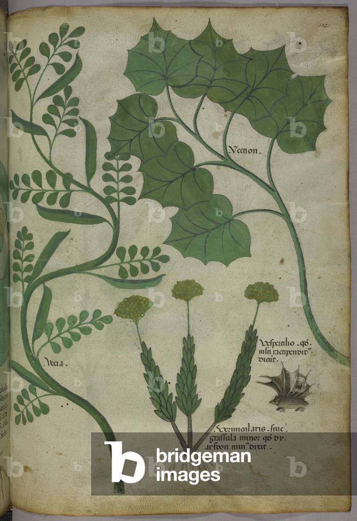 Botanische Illustration, um 1440 (Tusche und Farbe auf Pergament)
