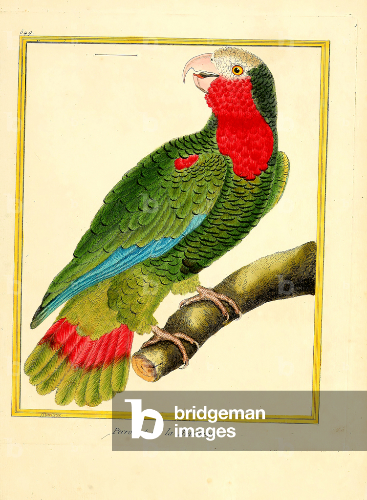 Image de Estampe représentant Perroquet de la Martinique (estampe) 1770