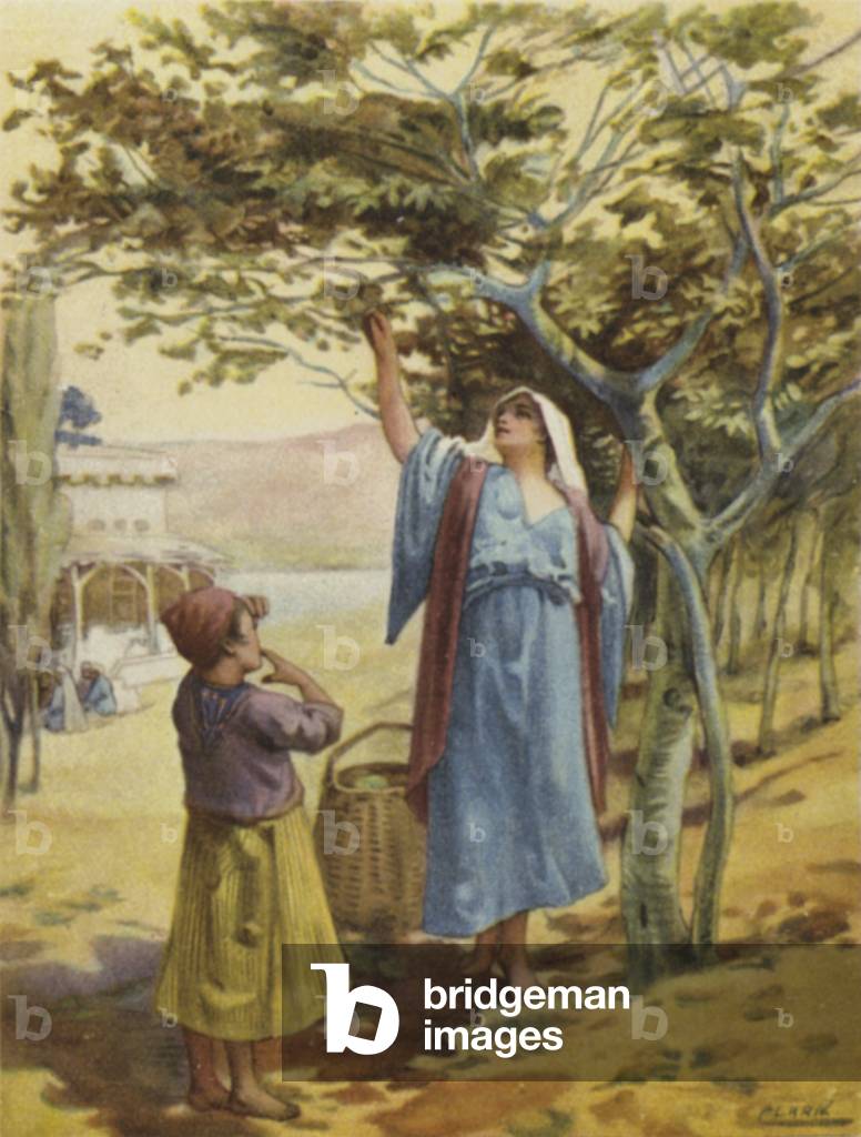 Gathering figs (colour litho) by Henry Andrew Harper