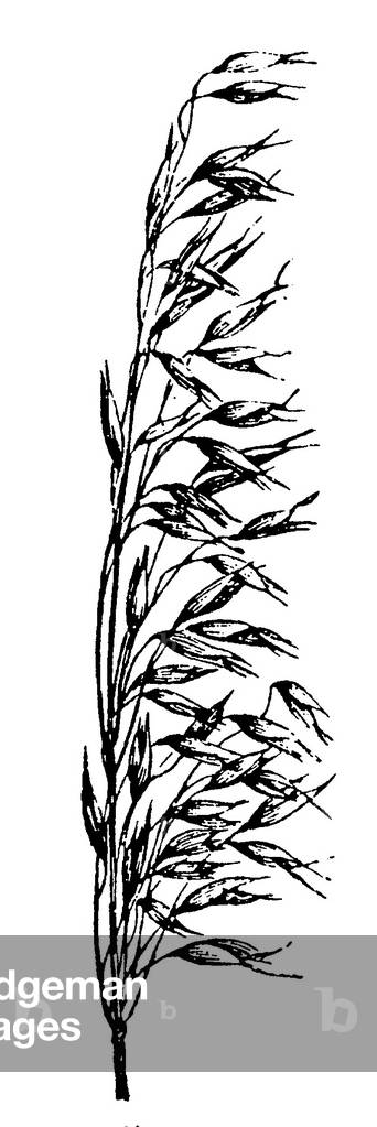 "Avena", b/w
