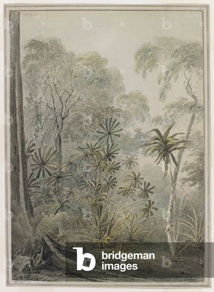 Vegetation on the island of Krakatoa.