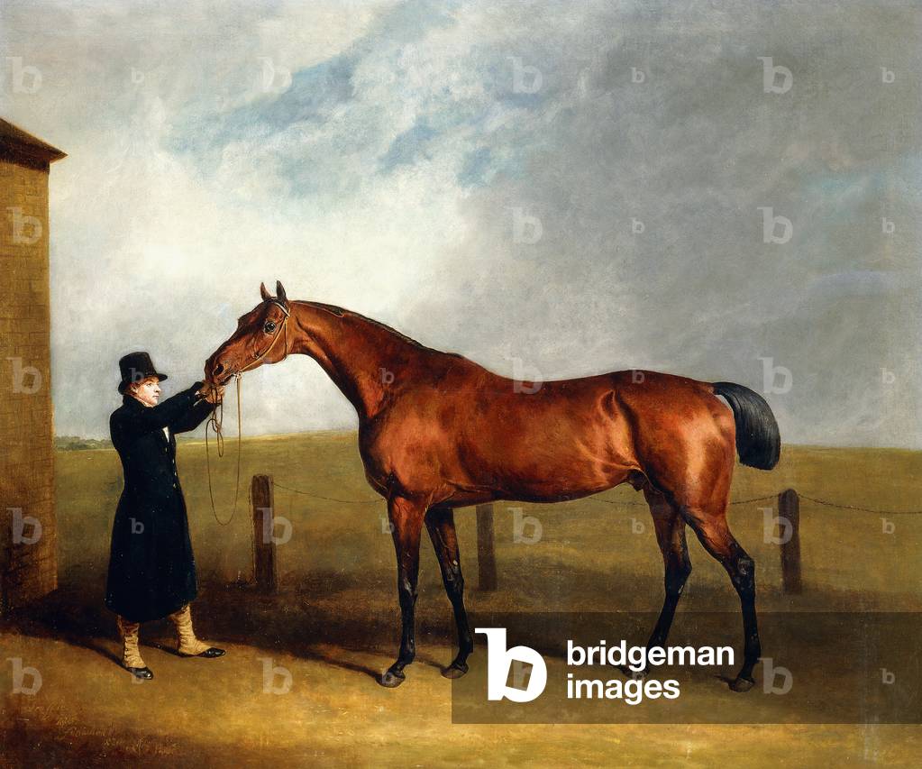 Colonnello Udny's Bay Colt Tartufo di Stregone detenuto da uno sposo, 1815 (olio su tela)
