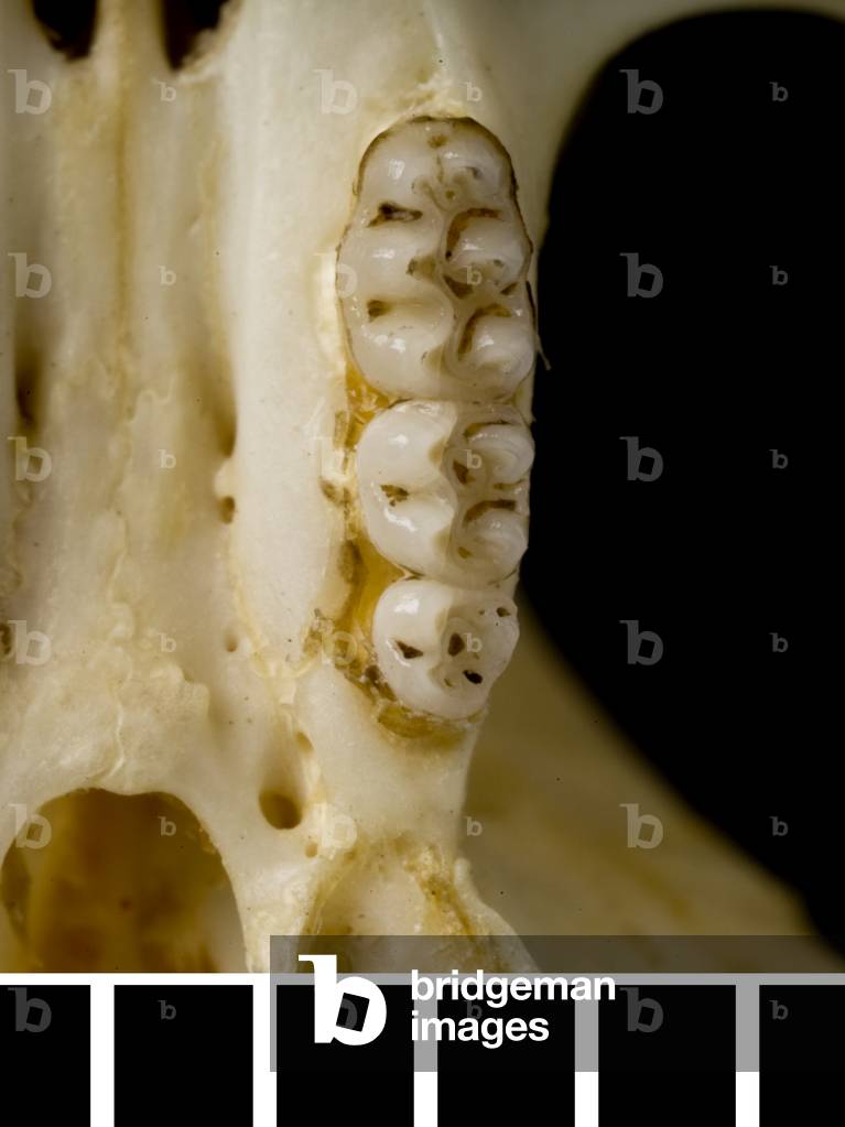 Oligoryzomys victus