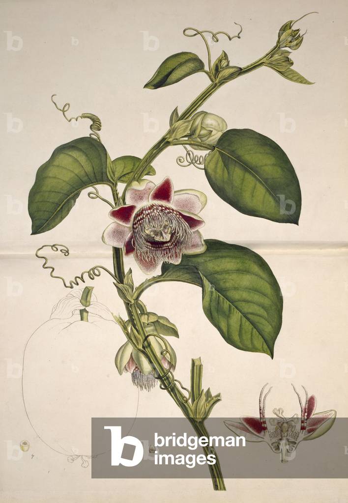 Passiflora quadrangularis