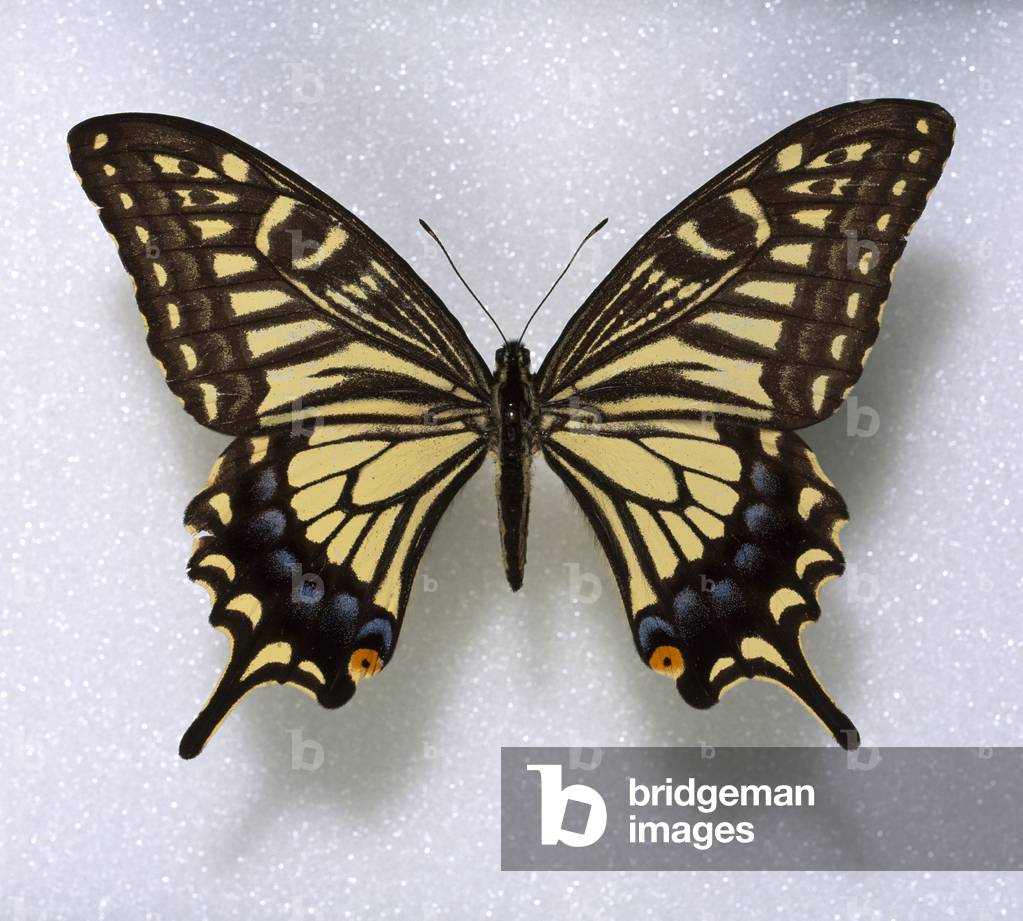 "Papilio Xuthus"