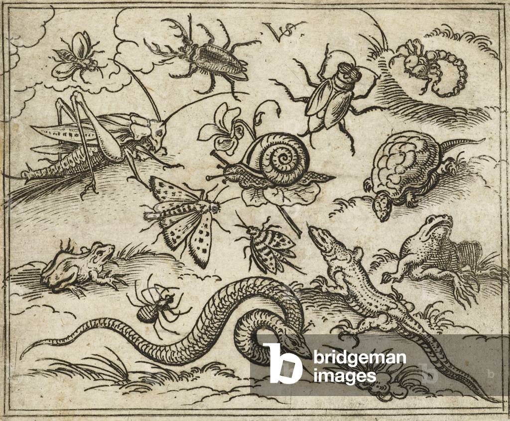 Bild von Gravur "Gruppe von Insekten und Reptilien auf ebenem Boden mit Felsen" 1557 von the elder Solis