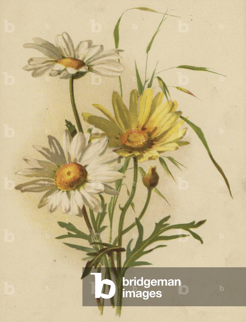 Gänseblümchen (chromolitho)