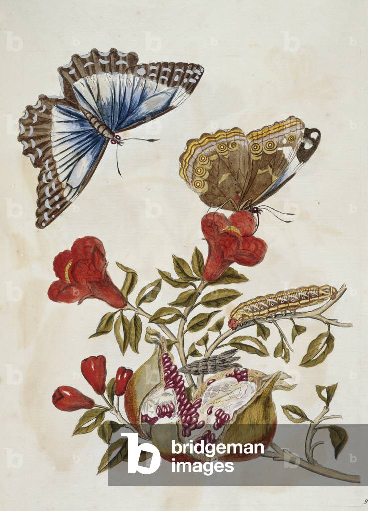Butterfly and Caterpillar