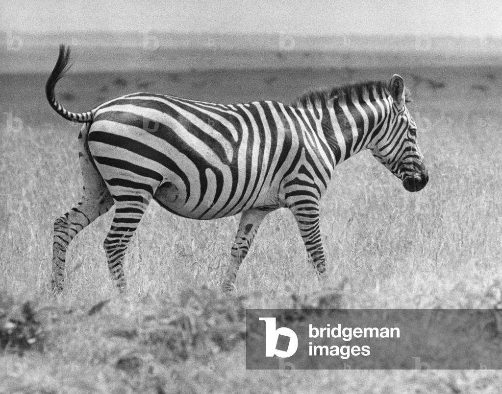 Zebra läuft auf einem Feld