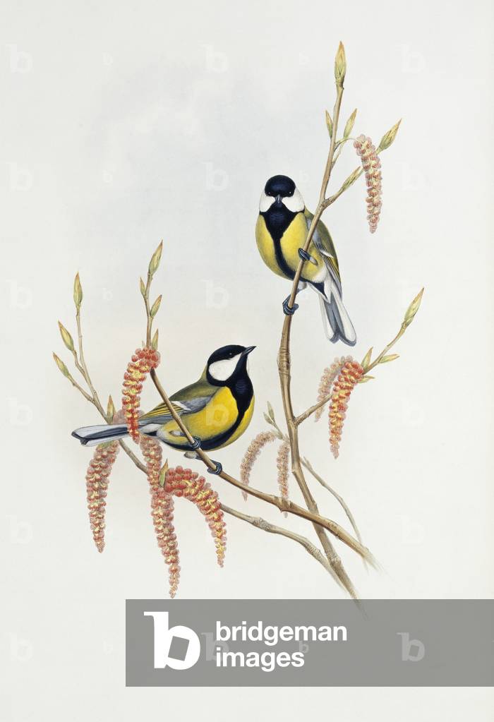 Image of Drawing depicting Parus major by John Gould