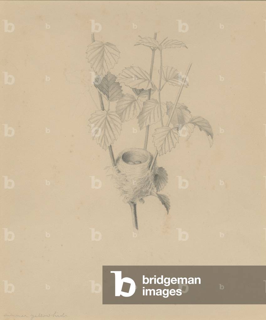 Image of Drawing depicting Summer Yellow Bird (pencil on paper) by Isaac Sprague, b/w