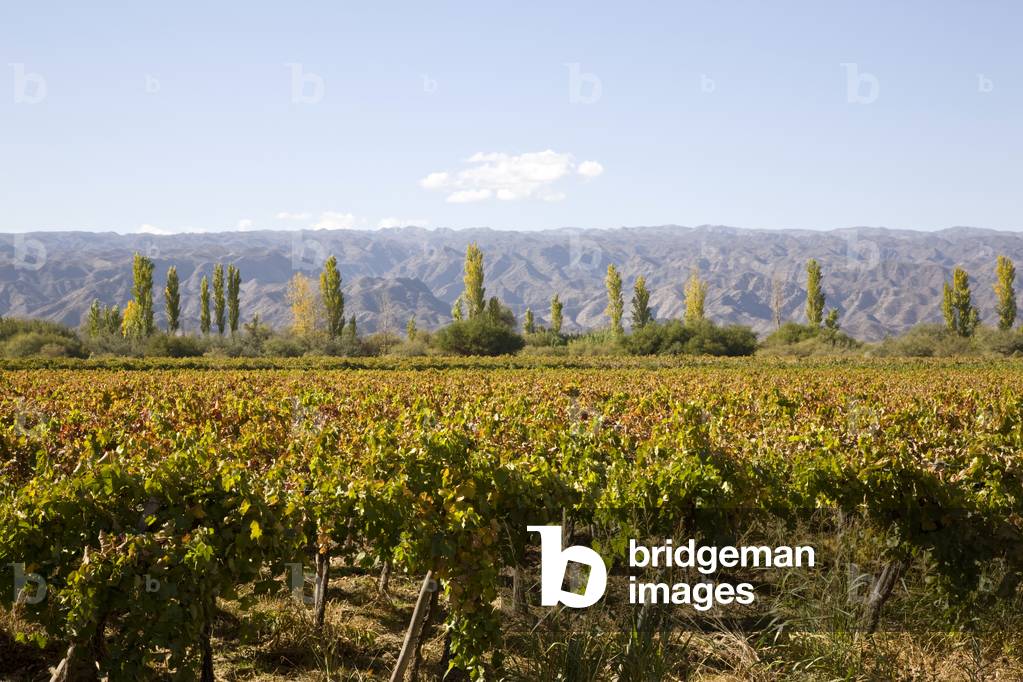 Image of Photography depicting Vineyard with Syrah vines and mountains in the background