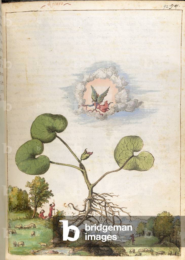 Eine große Pflanze mit ihren Wurzeln ausgesetzt.